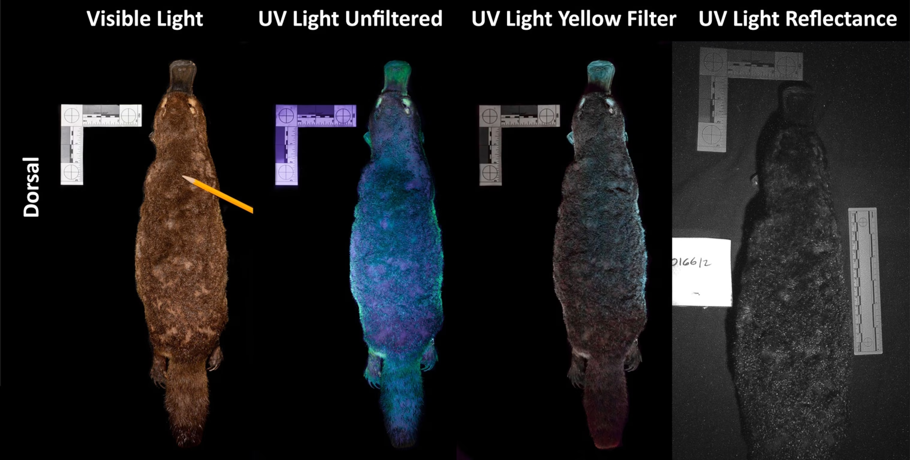 A platypus specimin shown under visable light, UV light unfiltered, UV light yellow filter, and UV light reflectance.